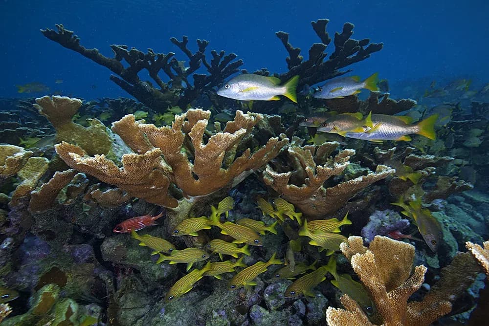 Arrecifes de coral: Uno de los biomas más ricos del planeta