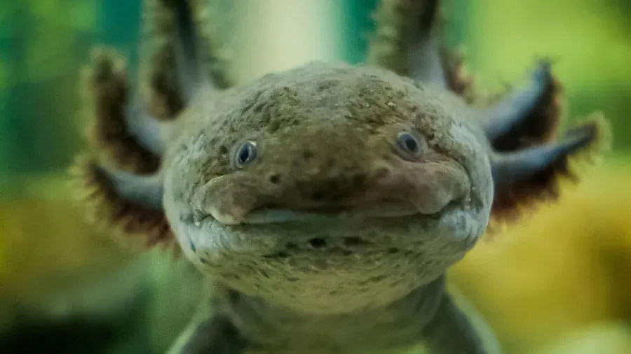 5 animales acuáticos en peligro de extinción